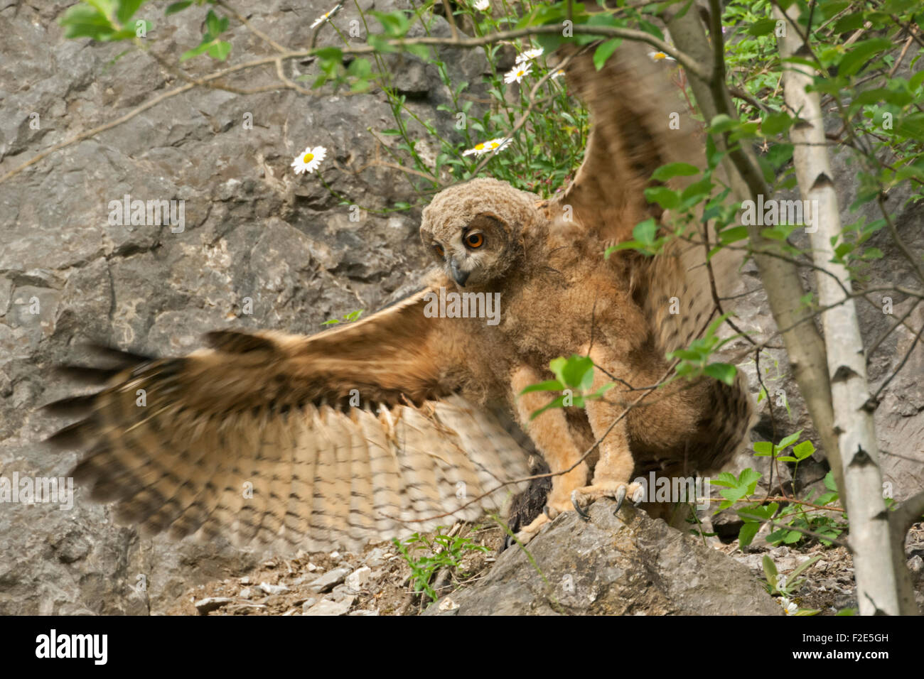 Jeune sauvage Eagle Owl / Europaeischer Uhu ( Bubo bubo ) battant ses ailes pour renforcer ses muscles de vol, la faune, l'Europe. Banque D'Images