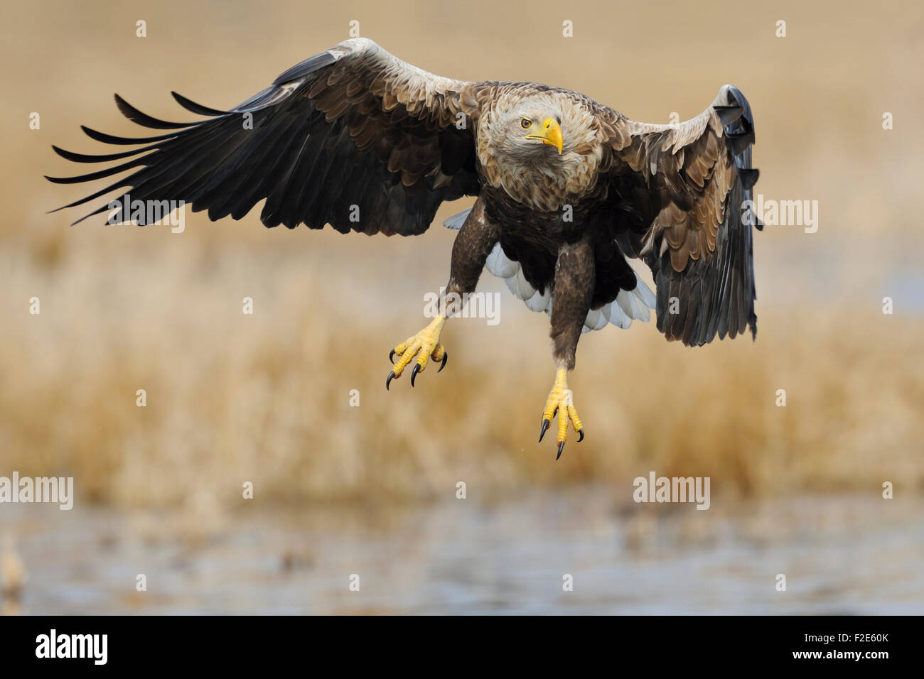 Aigle à queue blanche / aigle de mer, oiseau impressionnant, ( Haliaeetus albicilla ) étend ses ailes sur les terres humides entourées de roseau doré, la faune, l'Europe. Banque D'Images