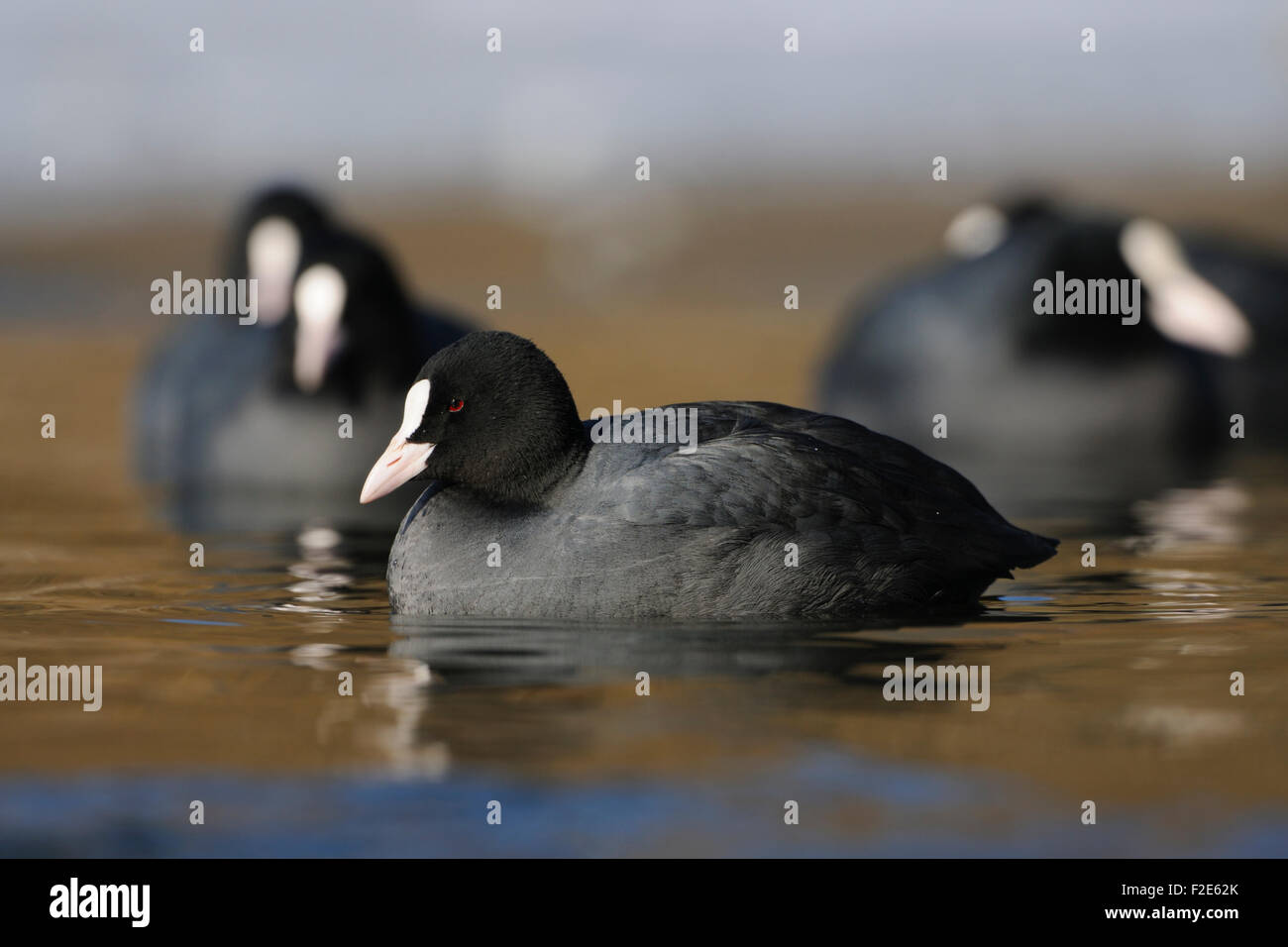 Un troupeau de Fulica atra Foulque Noire / / Blaesshuhn Blaessralle / piscine sur un lac gelé. Banque D'Images