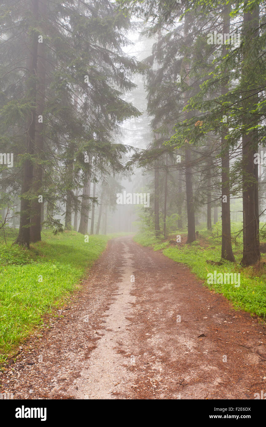 Une route à travers une forêt de brouillard avec de grands arbres à Slovenský raj en Slovaquie. Banque D'Images