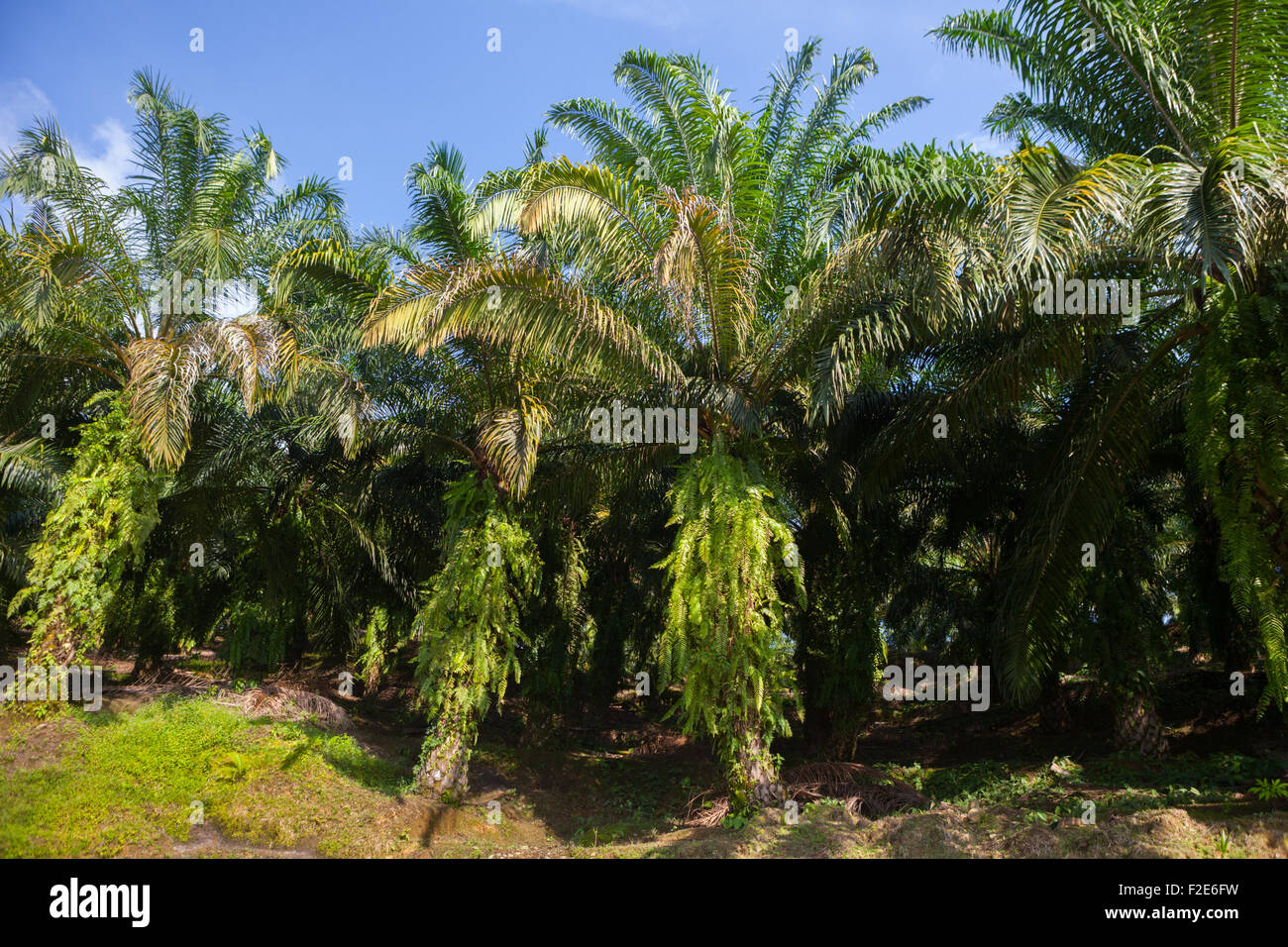 Plantation de palmier à huile à Langkat, dans le nord de Sumatra, en Indonésie. Banque D'Images Plantation de palmier à huile à Langkat, dans le nord de Sumatra, en Indonésie. Banque D'Images