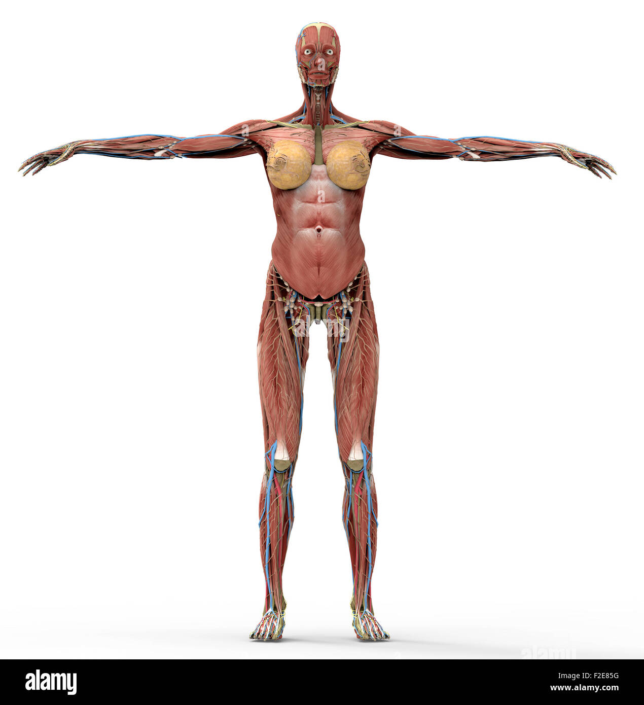 Anatomie d'une femme en blanc avec chemin de détourage. Banque D'Images