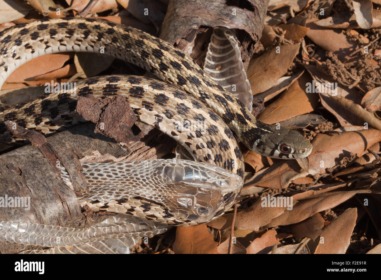 Checkered (Thamnophis marcianus marcianus). Desquamation. À l'aide d'une branche d'arbre pour retirer la peau de l'épiderme en cours. Banque D'Images