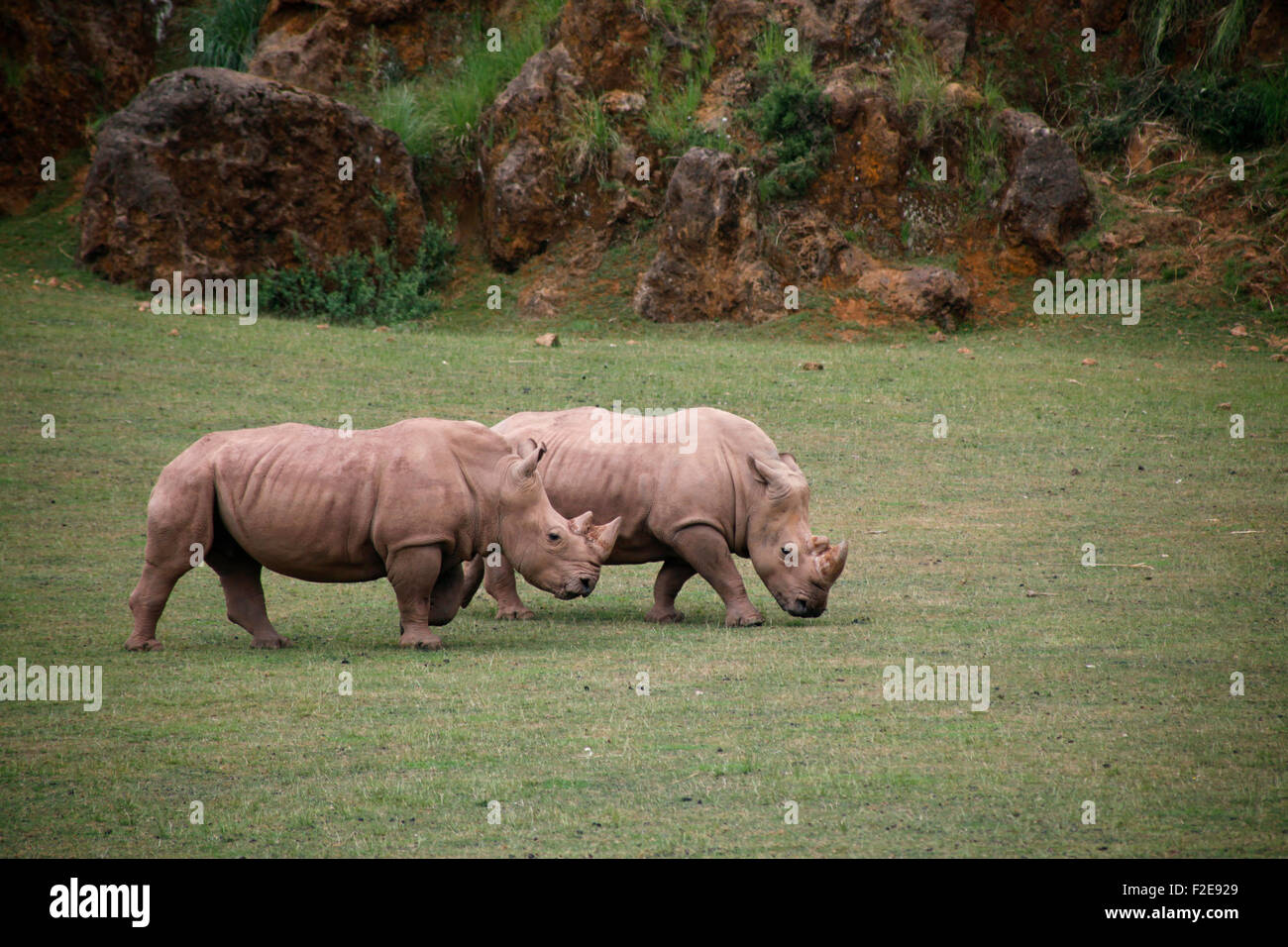 Le rhinocéros blanc d'Afrique, square lipped rhinoceros (Ceratotherium simum) dans le Parc Naturel de Cabárceno, Santander, Espagne. Banque D'Images