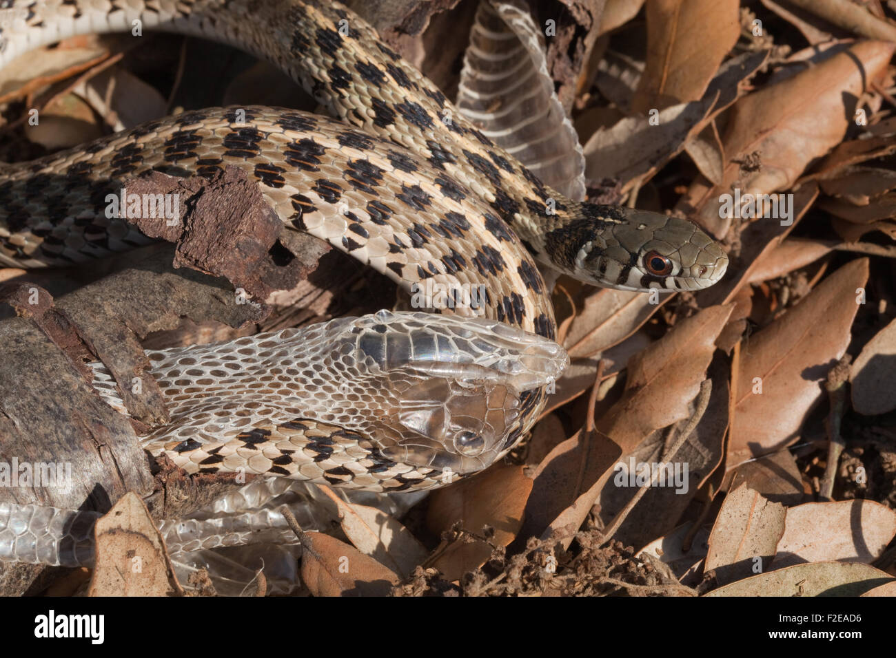 Checkered (Thamnophis marcianus marcianus). Desquamation. Nouvelle peau pour l'ancien. Banque D'Images