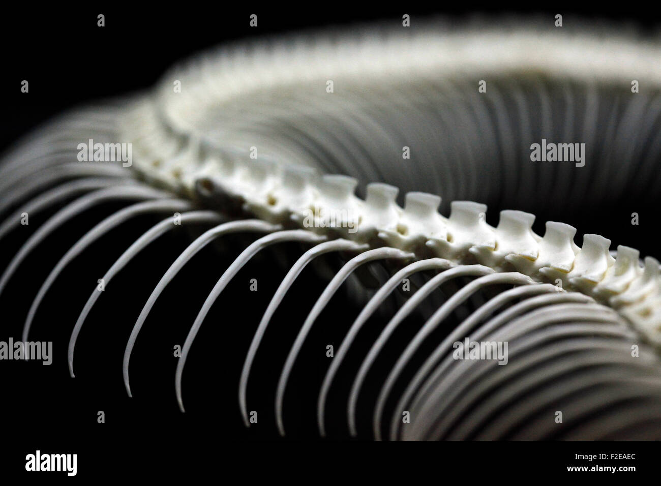 Rattle snake skeleton Banque D'Images