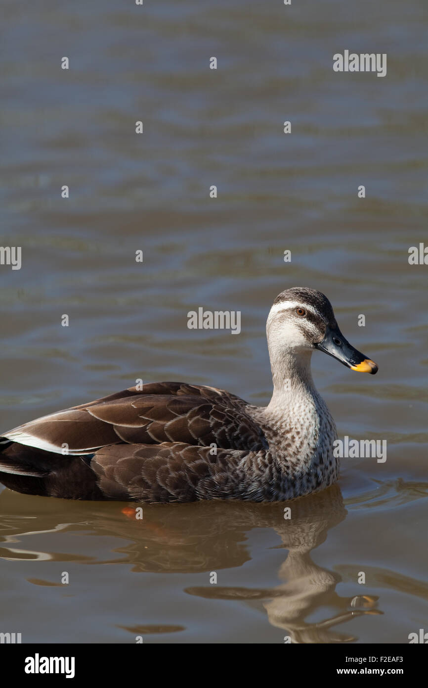 L'Est ou chinois (Anas paecilorhyncha Spotbill zonorhyncha). Sous-espèces de canards d'eau douce migrateurs.. Banque D'Images