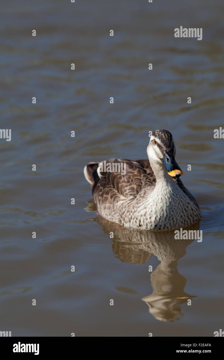 L'Est ou chinois (Anas paecilorhyncha Spotbill zonorhyncha). Sous-espèces de canards d'eau douce migrateurs.. Banque D'Images