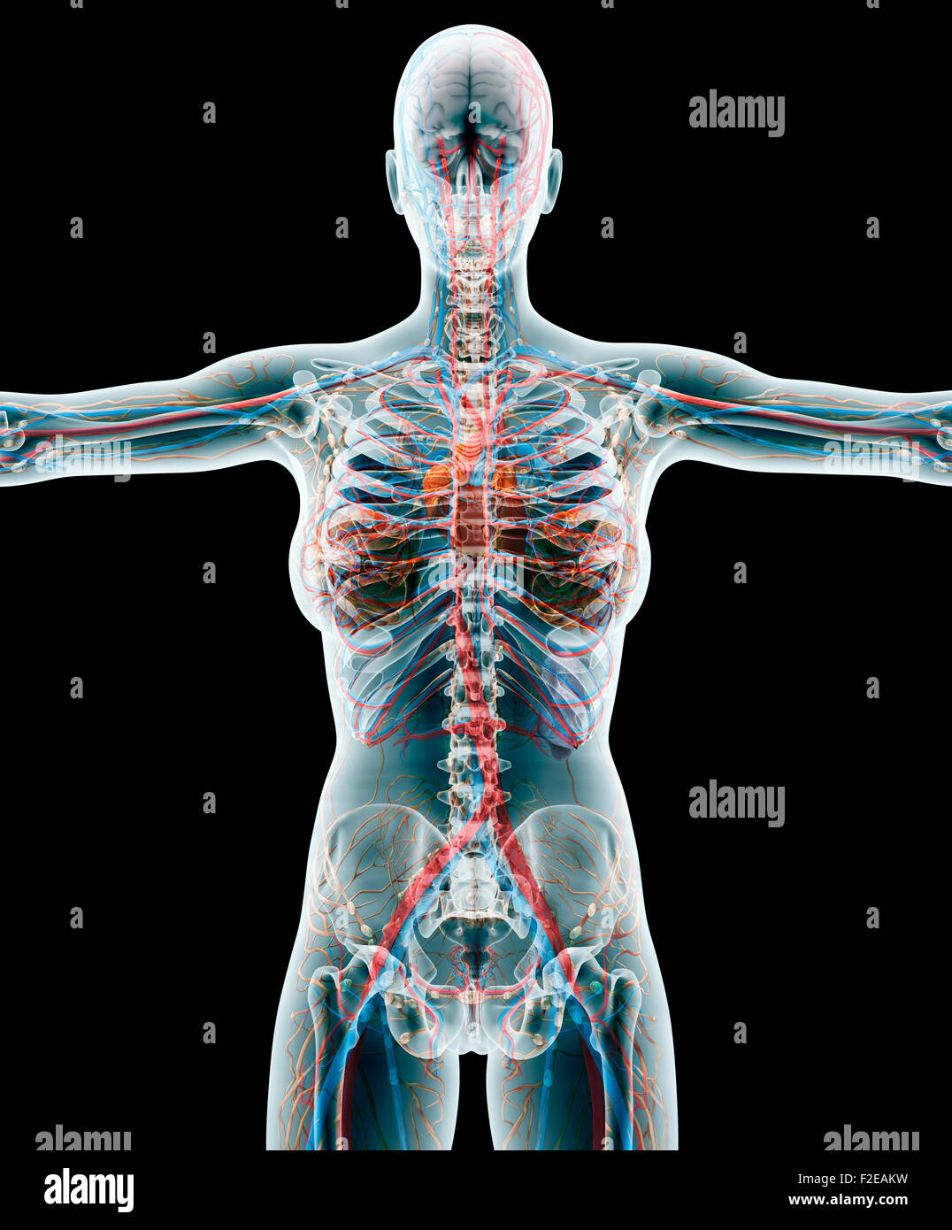 Anatomie d'une femme en noir avec chemin de détourage. Banque D'Images