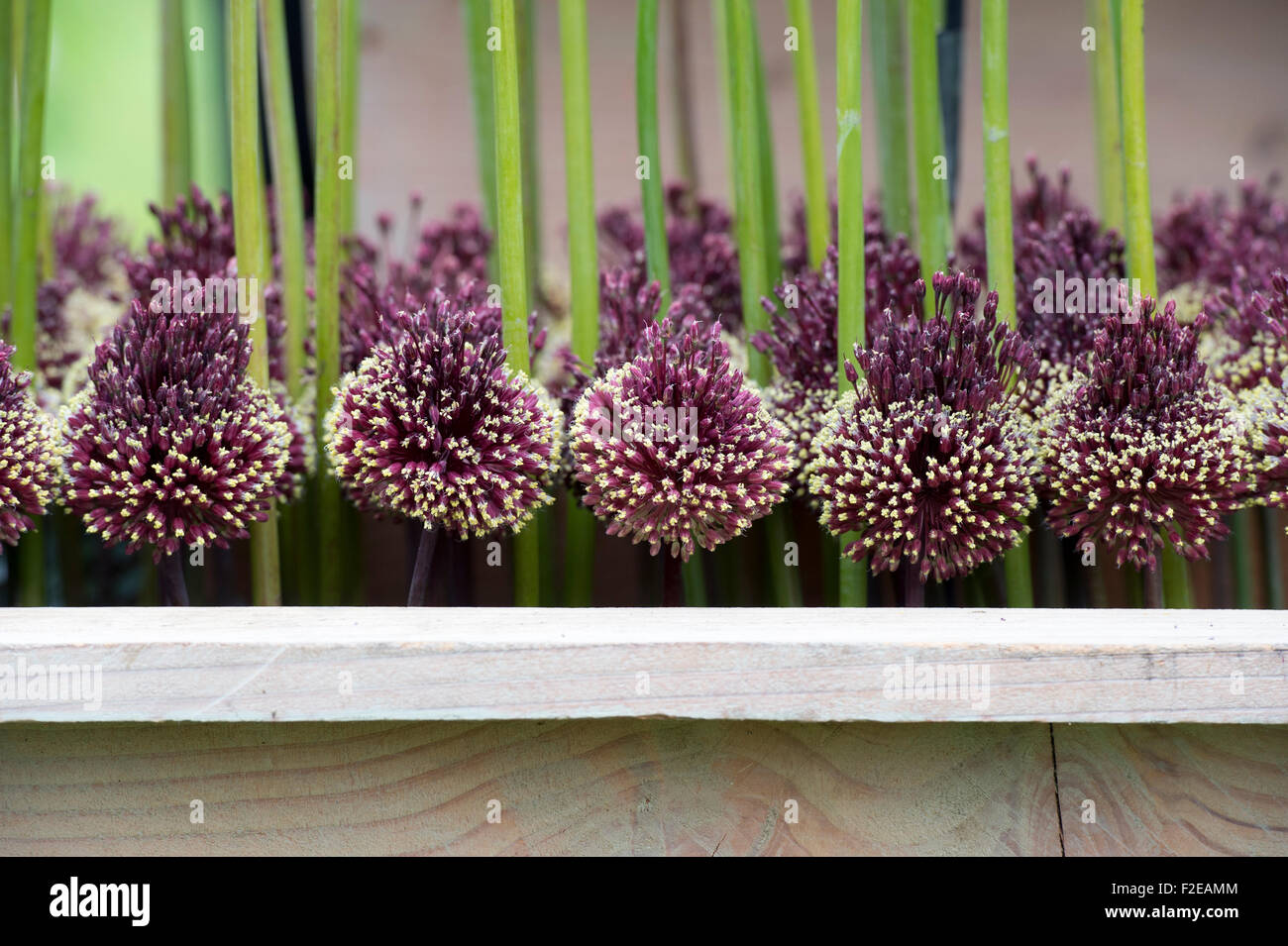 Allium 'amethystinum Mohican Rouge' . Oignons à fleurs ornementales dans un écran de fleurs Banque D'Images
