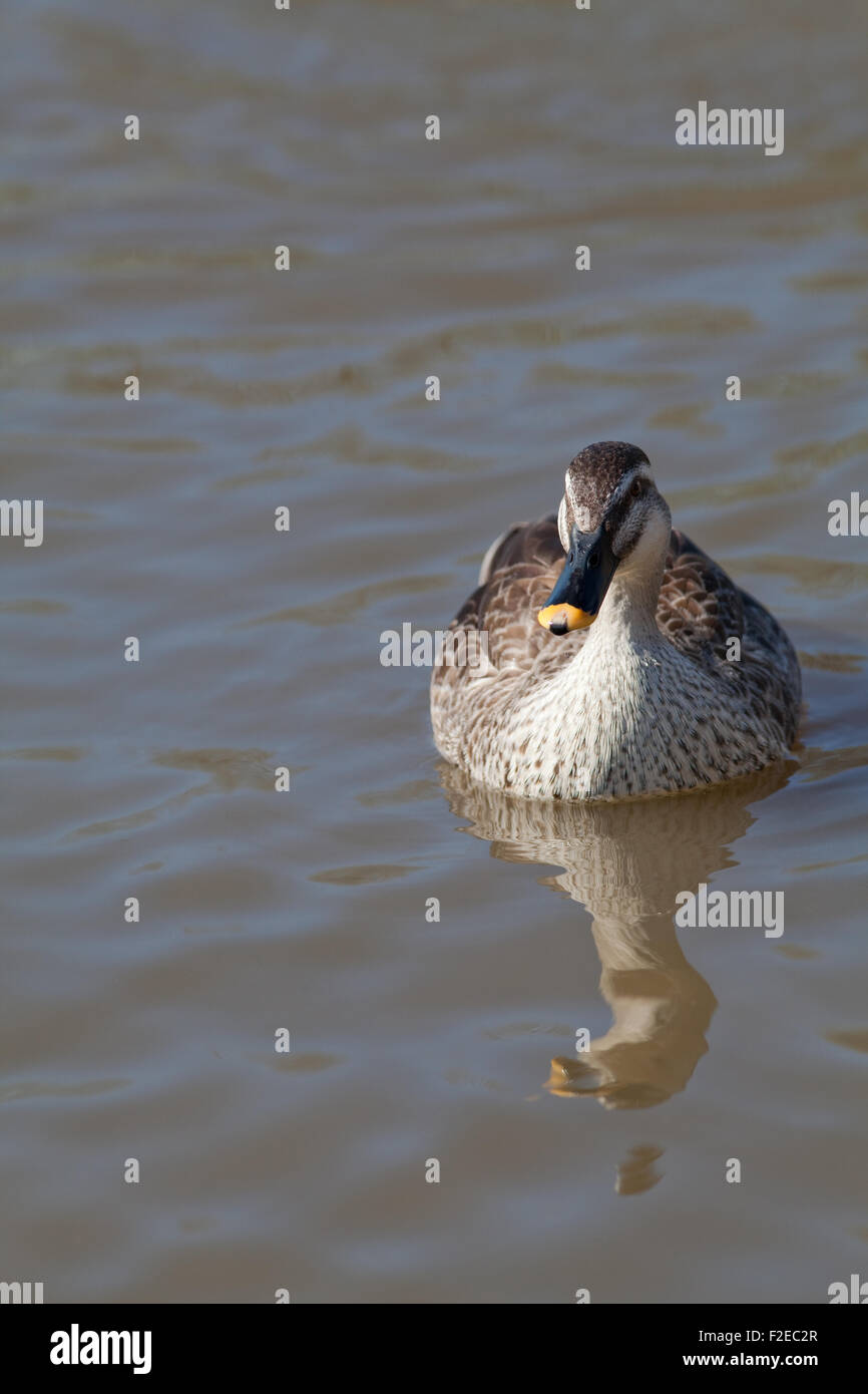 Spotbill chinois ou de l'Est (Anas paecilorhyncha Spotbill zonorhyncha). Sous-espèces de canards d'eau douce migrateurs.. Banque D'Images