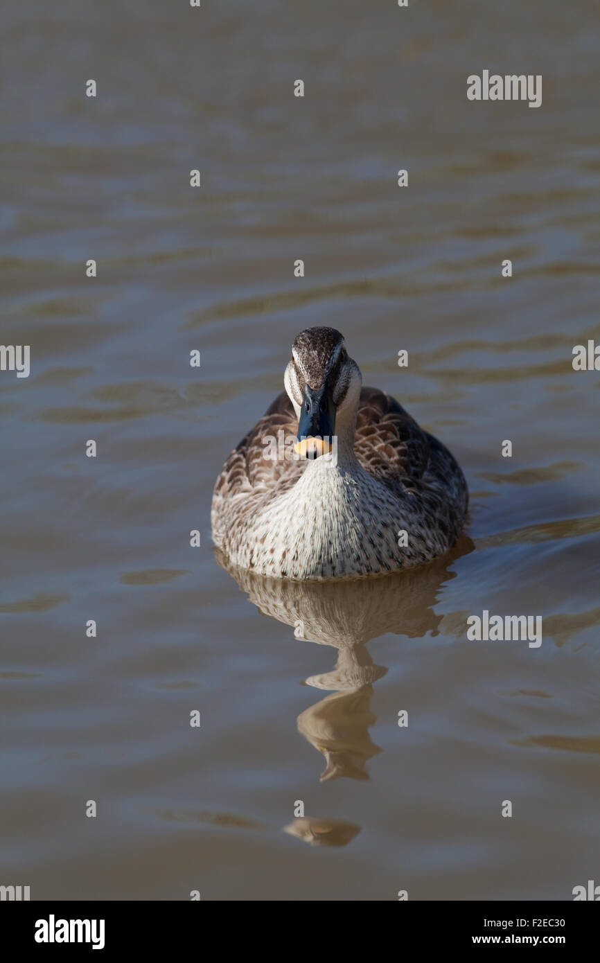 Spotbill chinois ou de l'Est (Anas paecilorhyncha Spotbill zonorhyncha). Sous-espèces de canards d'eau douce migrateurs.. Banque D'Images