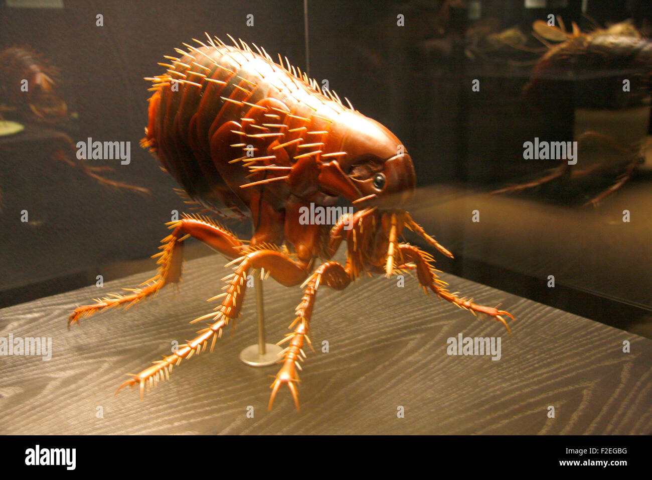 Ein Modell von Menschenflohs - Exponate im Naturhistorischen Museum, Berlin-Mitte. Banque D'Images