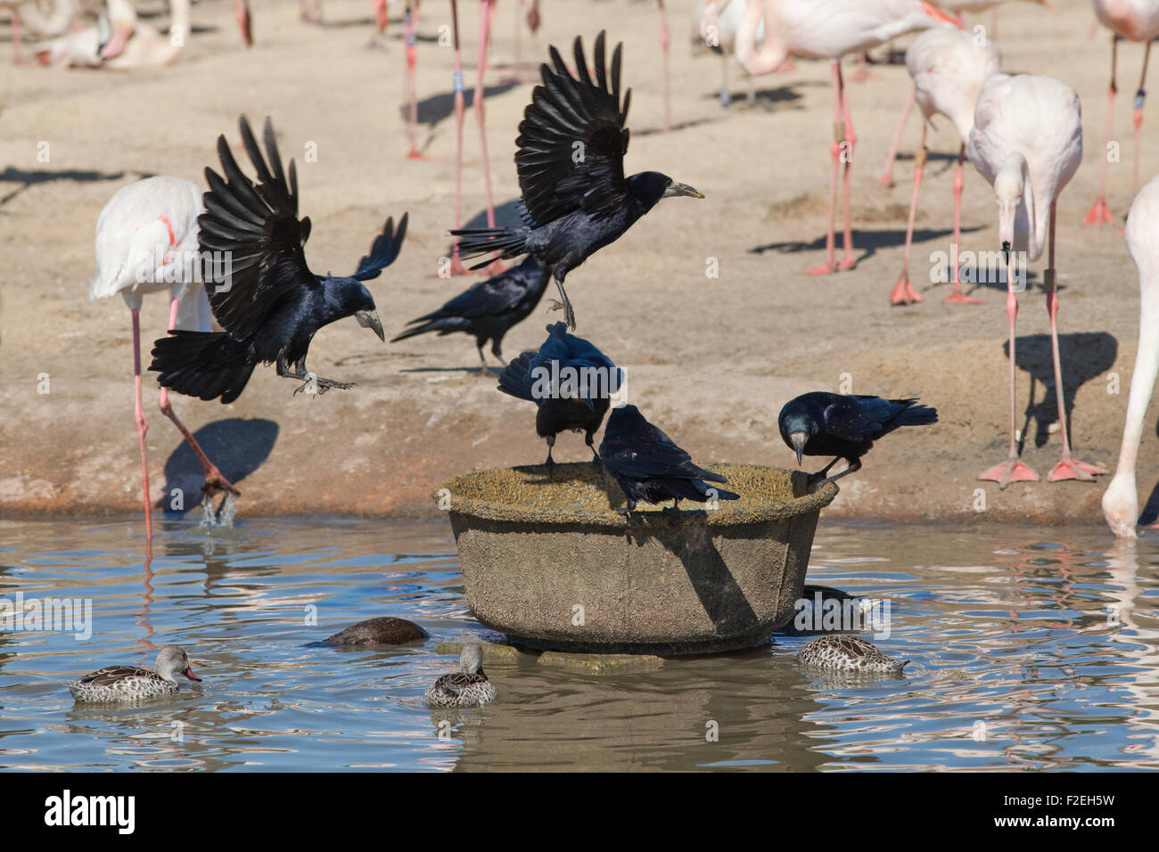 ((Freux Corvus frugilegus). Prendre des aliments préparés spécialement formulé et destiné à fournir une plus grande, Slimbridge WWT Flamingos Banque D'Images