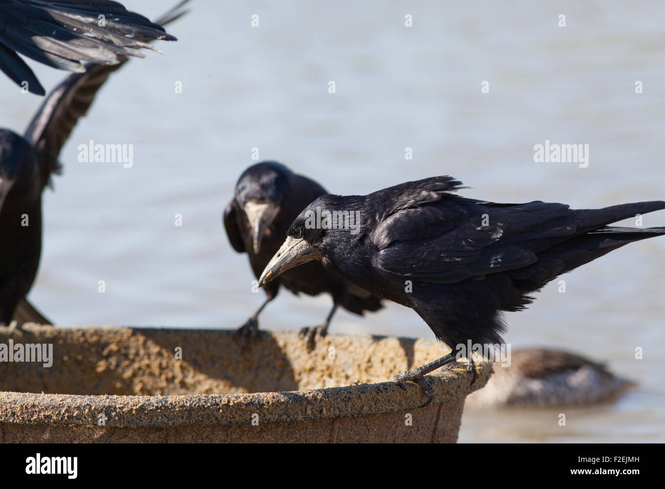 Les corbeaux freux (corvus frugilegus). Sur le point de prendre la nourriture adaptée pour la collecte des flamants roses à partir d'un seau en plastique. , Slimbridge WWT. UK. Banque D'Images