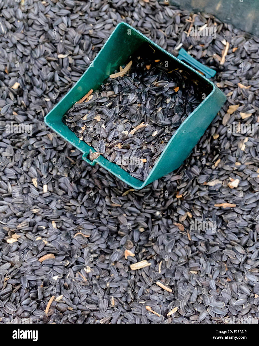 Un bac rempli de graines de tournesol, montrant un scoop. Une des graines pour nourrir les oiseaux sauvages. Banque D'Images