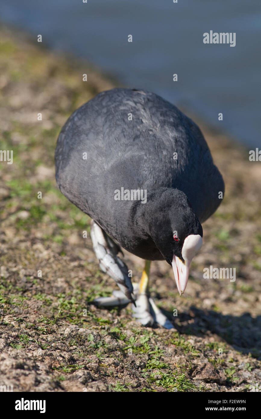 Foulque macroule (Fulica atra). Aux côtés d'alimentation d'eau d'un lac du parc public. Remarque temovate orteils et blanc bill et le bouclier ou 'pate' Banque D'Images