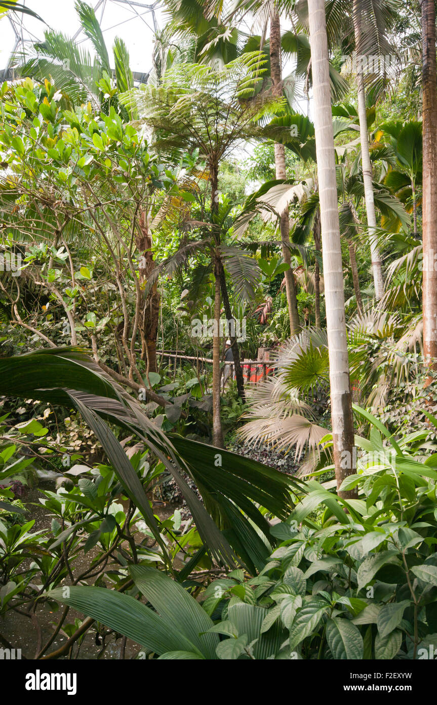 Intérieur de la biome tropical l'Eden Project Cornwall England UK Banque D'Images