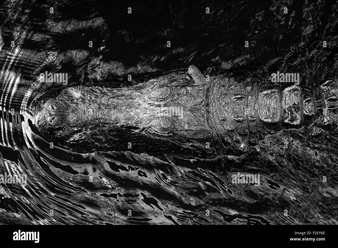 Amérique du Nord Usa Floride Parc National des Everglades Alligator Banque D'Images