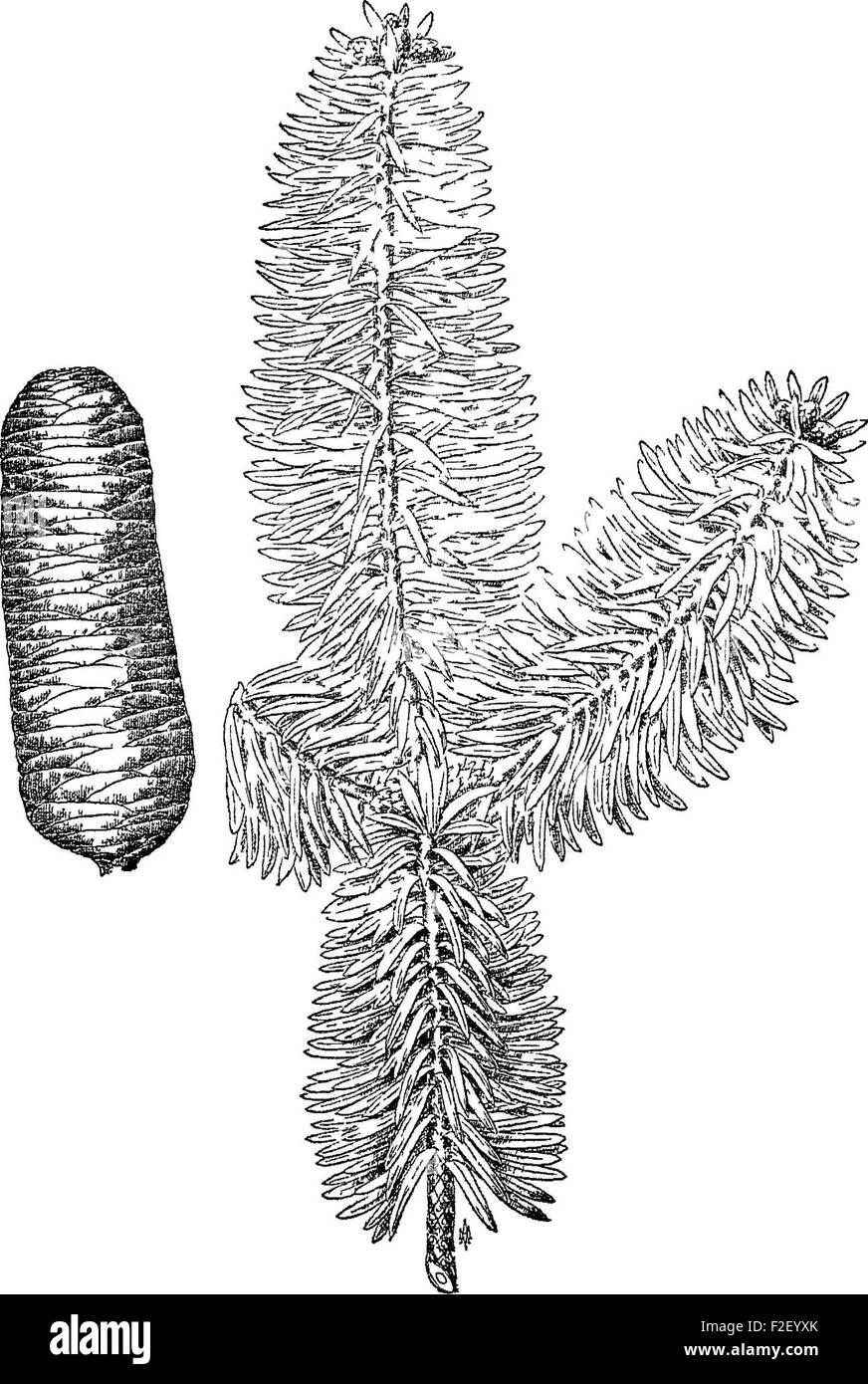 Ce guide de 1910 fournit des conseils pratiques sur l'entretien des arbres pour les pelouses, les rues et les parcs, ainsi qu'un catalogue d'arbres et d'arbustes adaptés à des fins décoratives. Il offre un aperçu des pratiques d'arboriculture et de jardinage urbain du début du XXe siècle. Banque D'Images