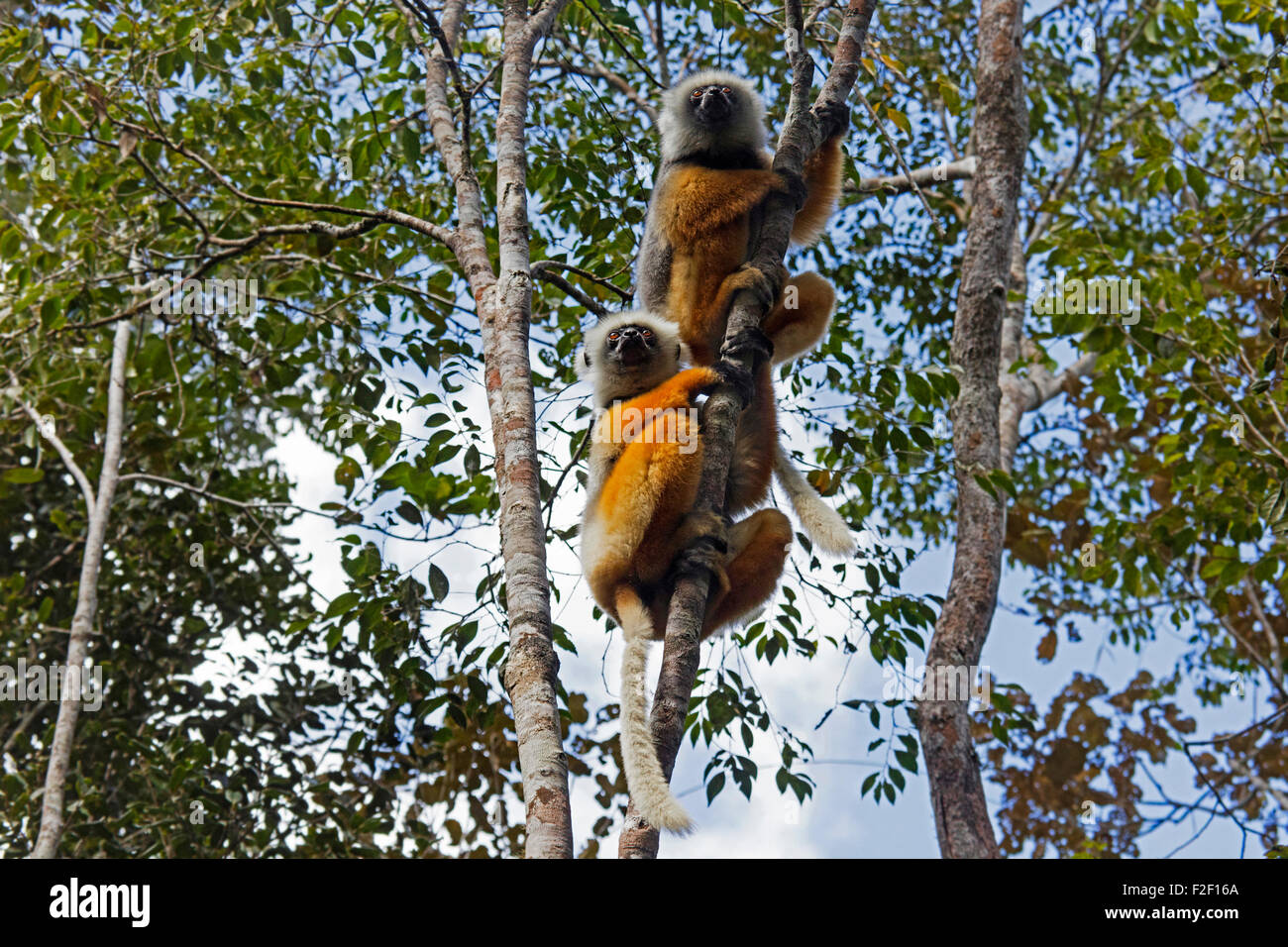 Deux propithèques diademed / simponas diademed (Propithecus diadema) dans l'arbre dans le parc national Parc Mantadia- Andasibe, Madagascar Banque D'Images