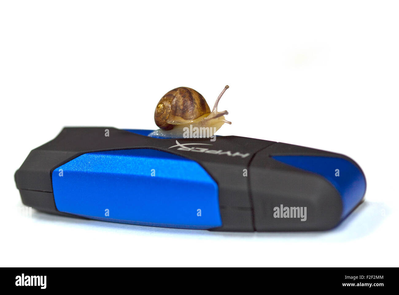 Escargot bébé, environ 4 semaines (Helix aspersa/Cornu aspersum) sur une clé USB Banque D'Images