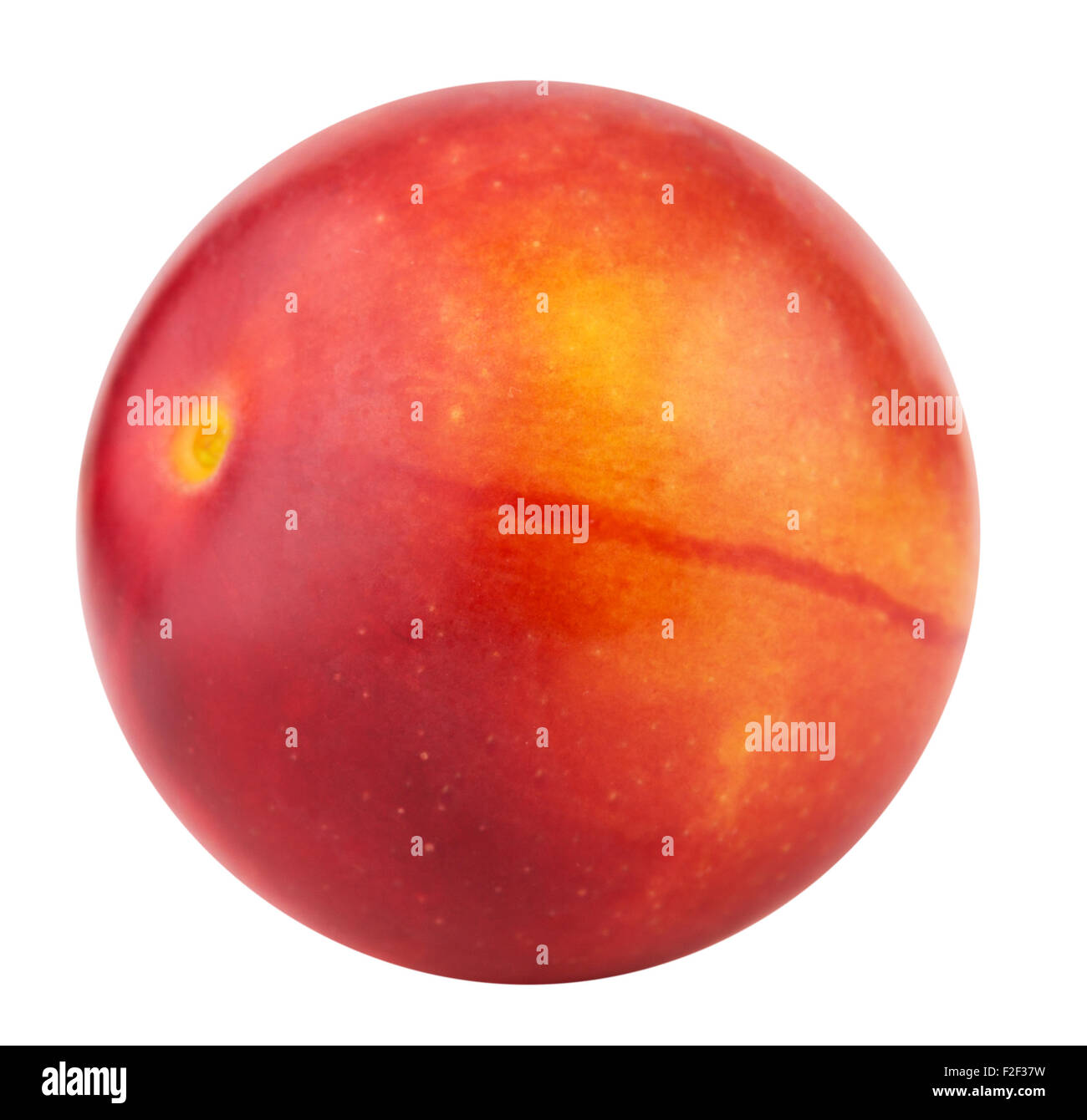 Cherry Plum rouge isolé sur fond blanc. Banque D'Images