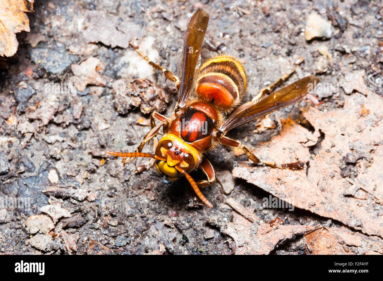 Insecte. L'orange et le jaune Hornet face, 'vespa crabro' sur le sol, vu du dessus, macro close up shot. Banque D'Images