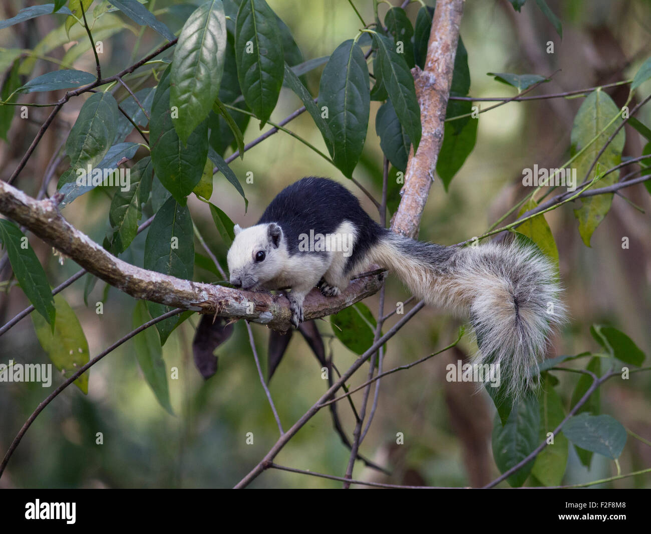Une variable ou l'écureuil de Finlayson, sur une branche dans la forêt dans la région de Nam Nao NP dans la province de Petchabun en Thaïlande du nord-est Banque D'Images