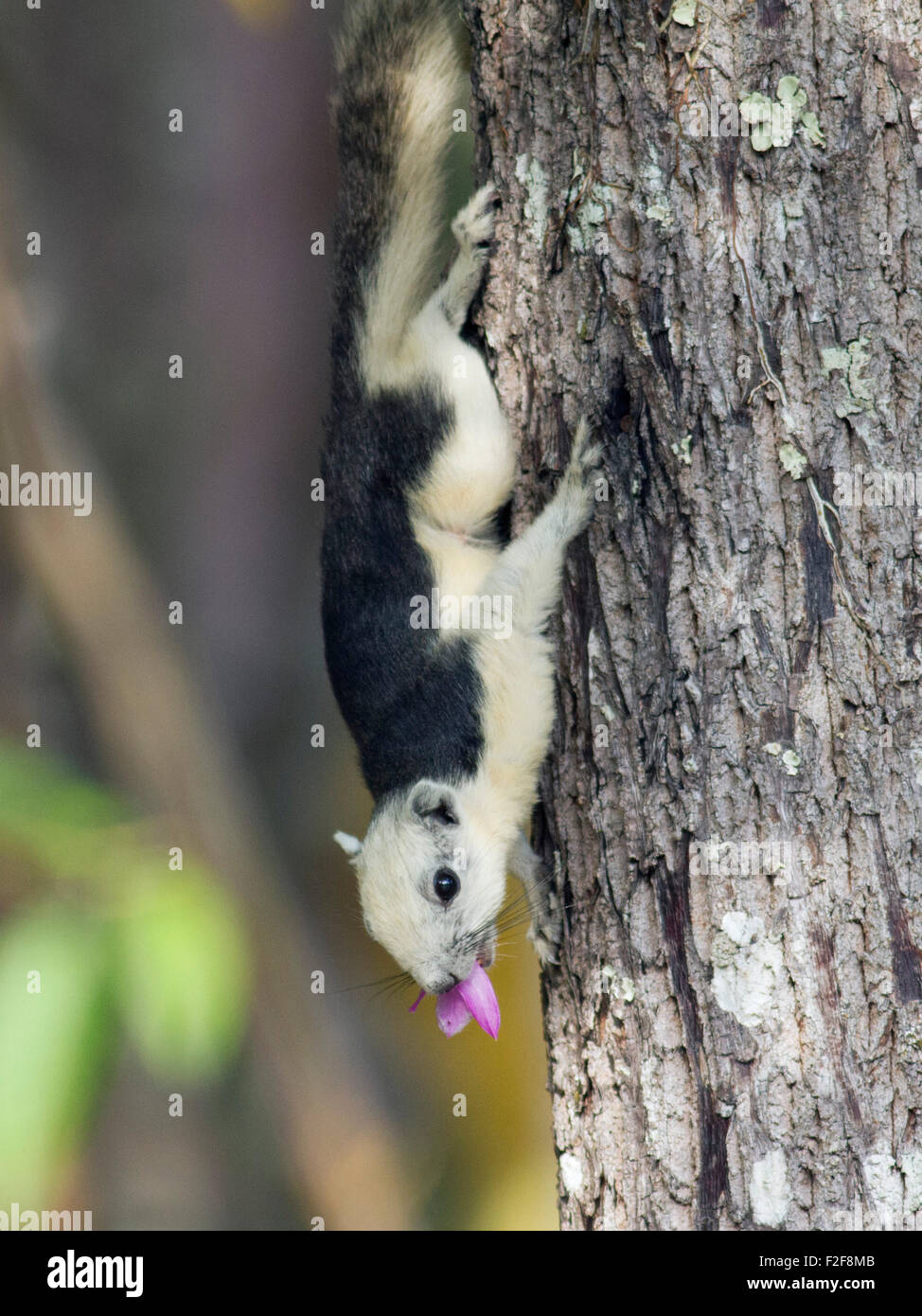 Une variable ou l'écureuil de Finlayson, sur un arbre dans la forêt dans le parc national de Nam Nao dans la province de Petchabun en Thaïlande du nord-est Banque D'Images