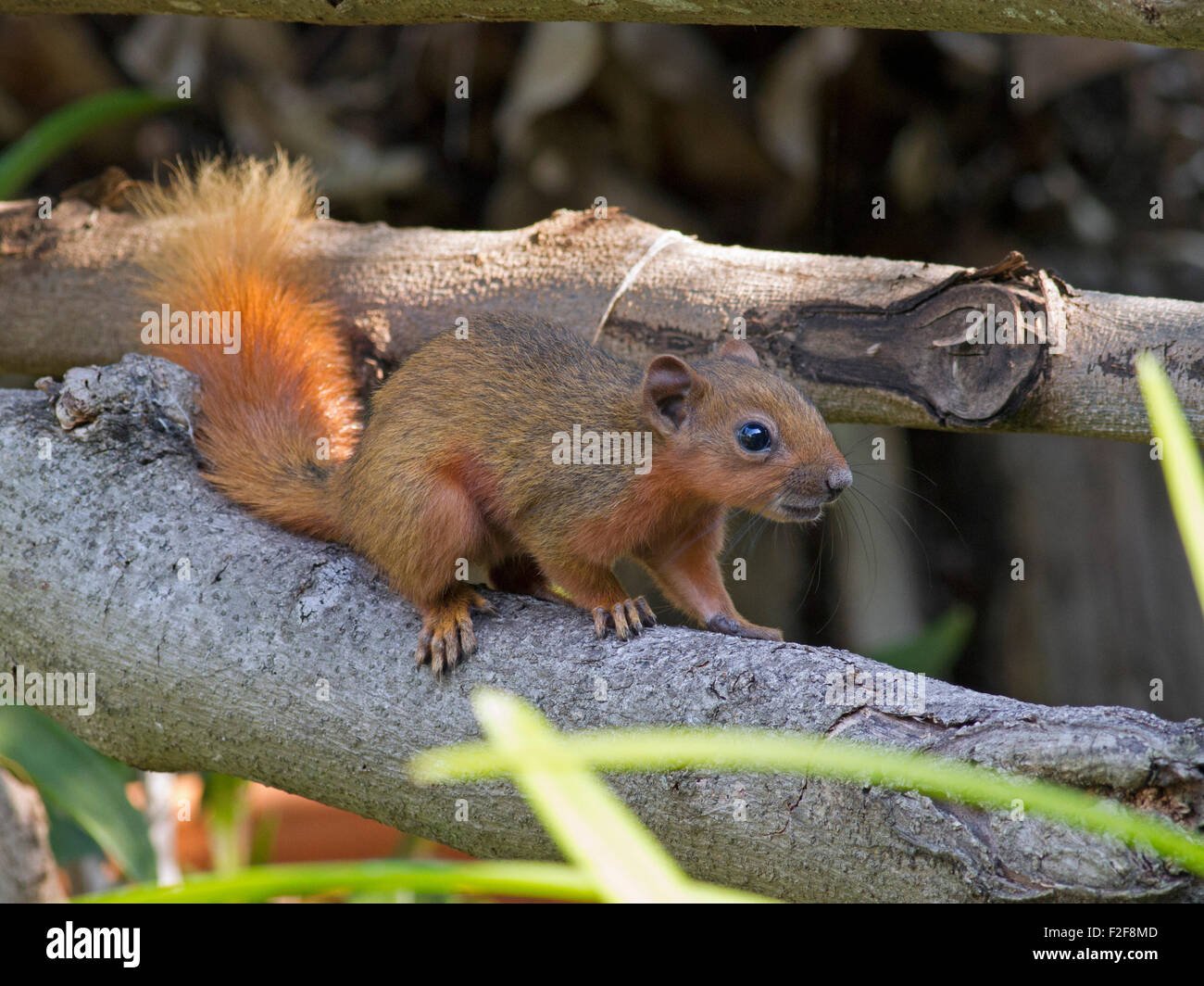 Un écureuil Variable sur une branche en moulin Park dans la banlieue de Bangkok en Thaïlande Banque D'Images