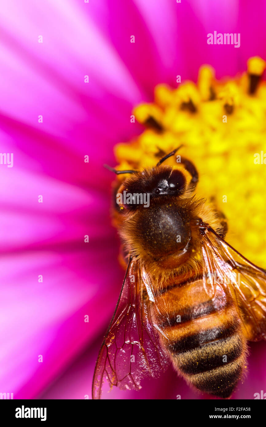 Abeille pollinisant un cosmos flower Banque D'Images