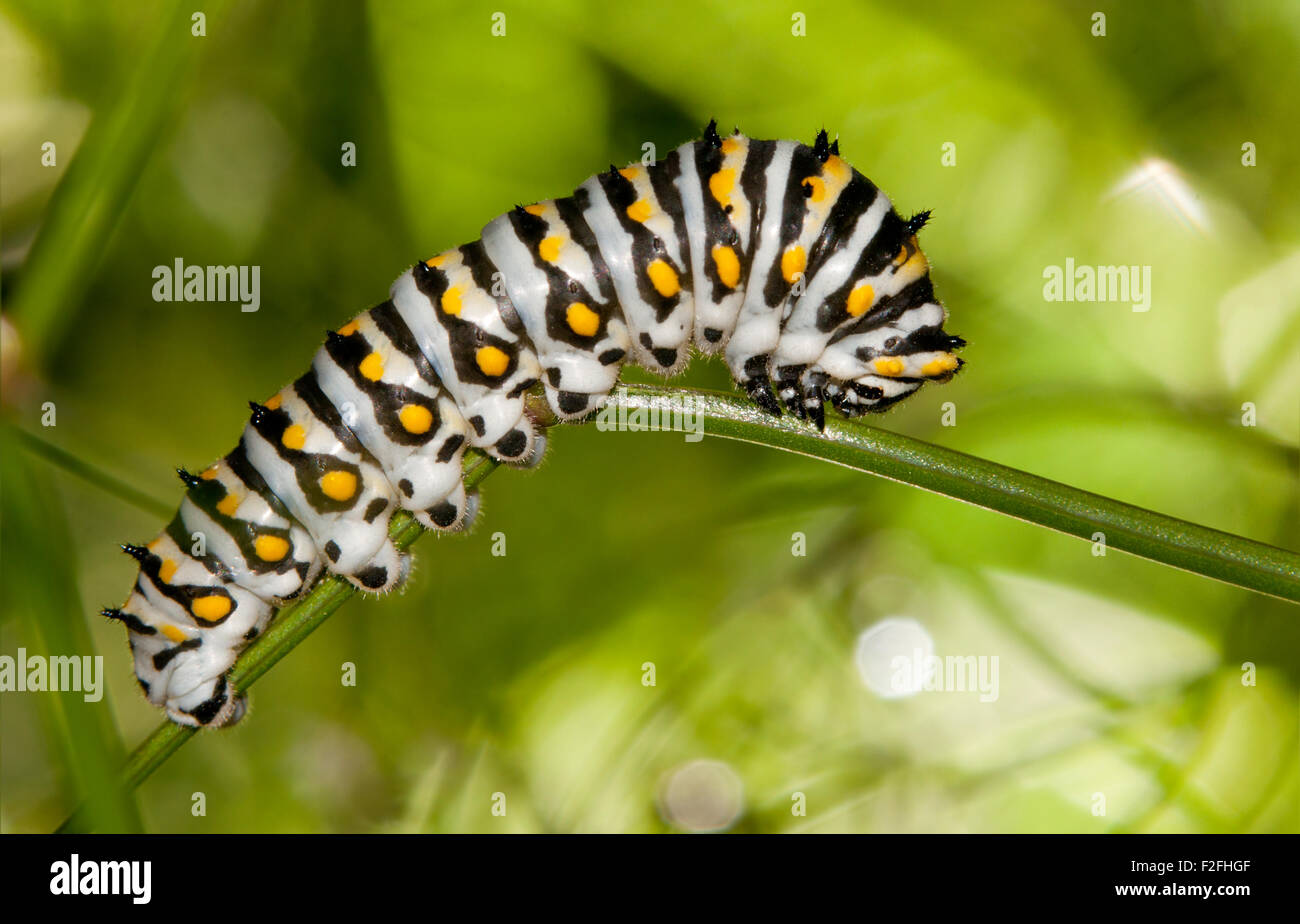 Beau noir, blanc et jaune caterpillar Swallowtail noir Banque D'Images