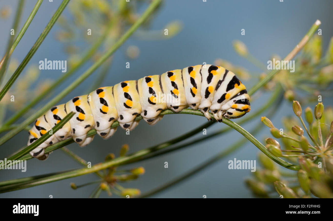 Caterpillar Swallowtail noir mangeant une tige d'aneth Banque D'Images