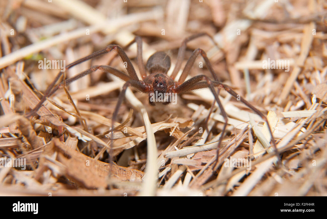Brown recluse, une araignée venimeuse dans l'herbe sèche de l'hiver Banque D'Images