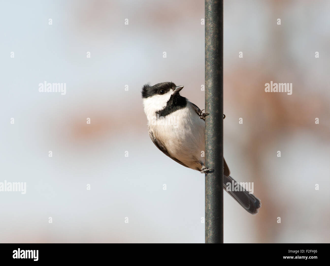 Carolina Chickadee accroché à un crochet de berger Banque D'Images