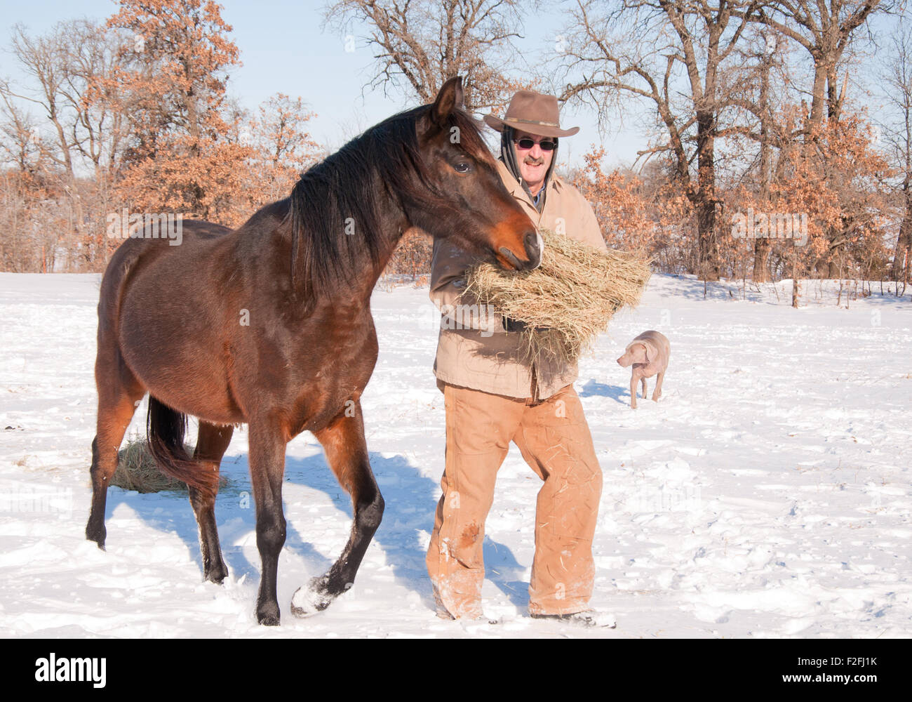 Homme vêtu de vêtements chauds de fourrage pour chevaux sur une froide journée d'hiver enneigée Banque D'Images