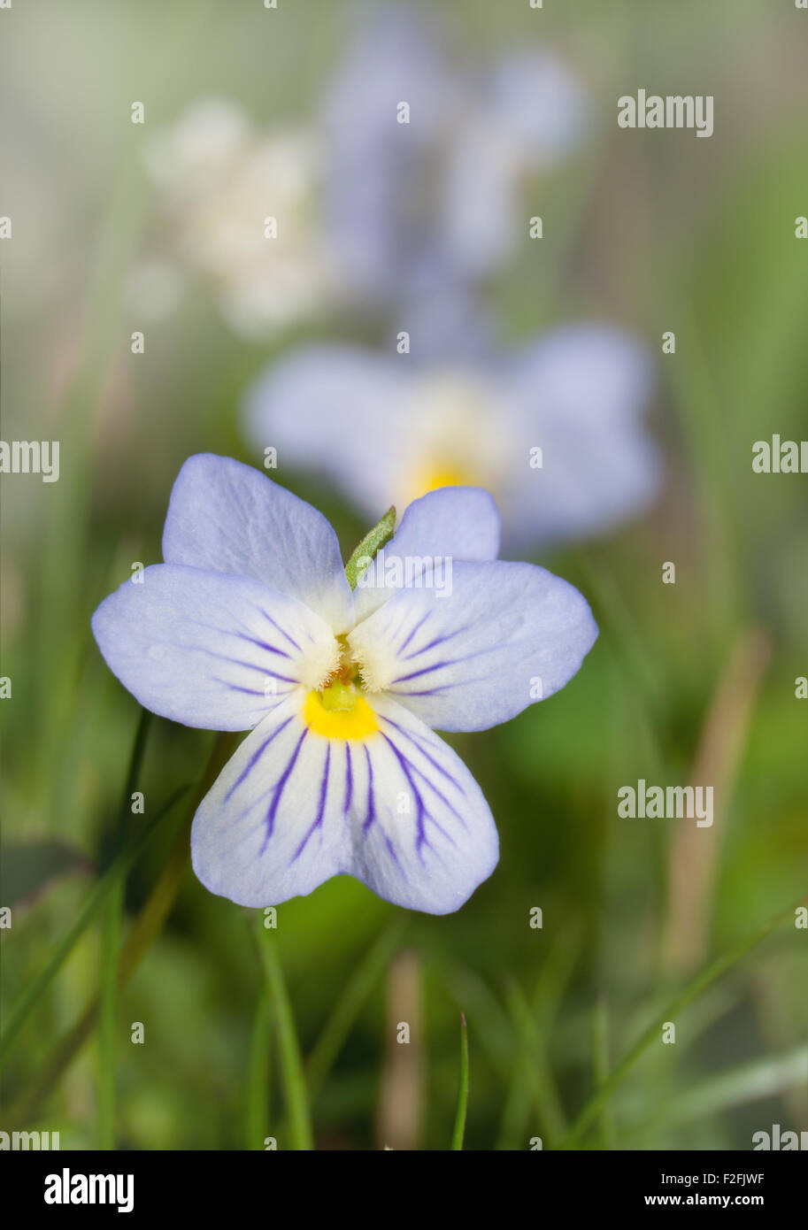 Les violettes des champs américains,alto bicolor, au début du printemps Banque D'Images