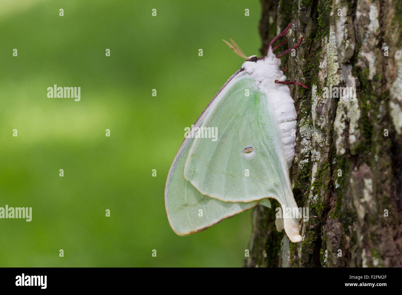 Fraîchement émergées Actias luna Luna moth () sur le tronc de l'arbre. Banque D'Images