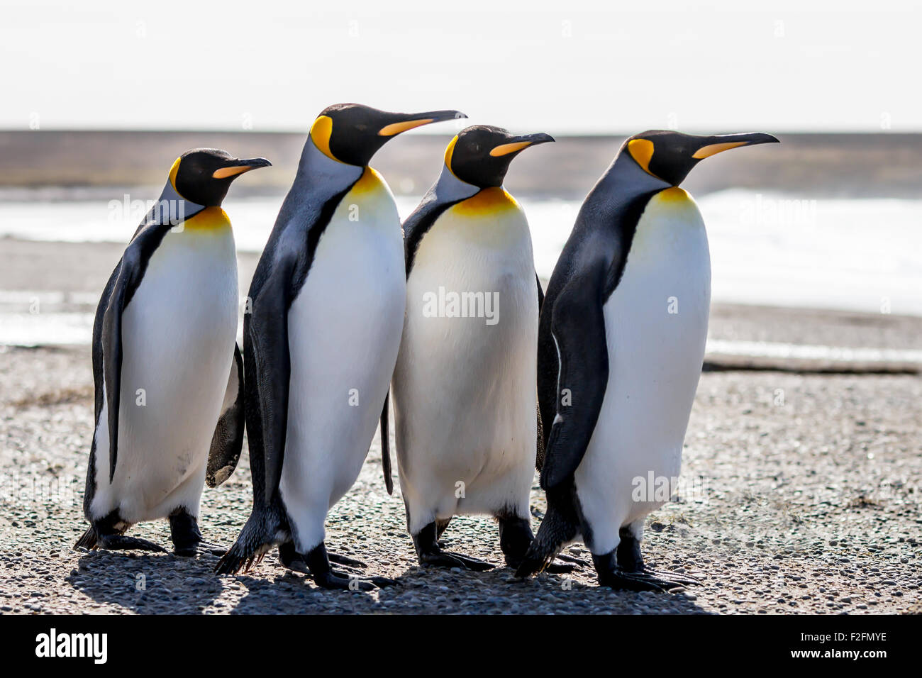 Manchots Sur La Plage Banque D Image Et Photos Alamy