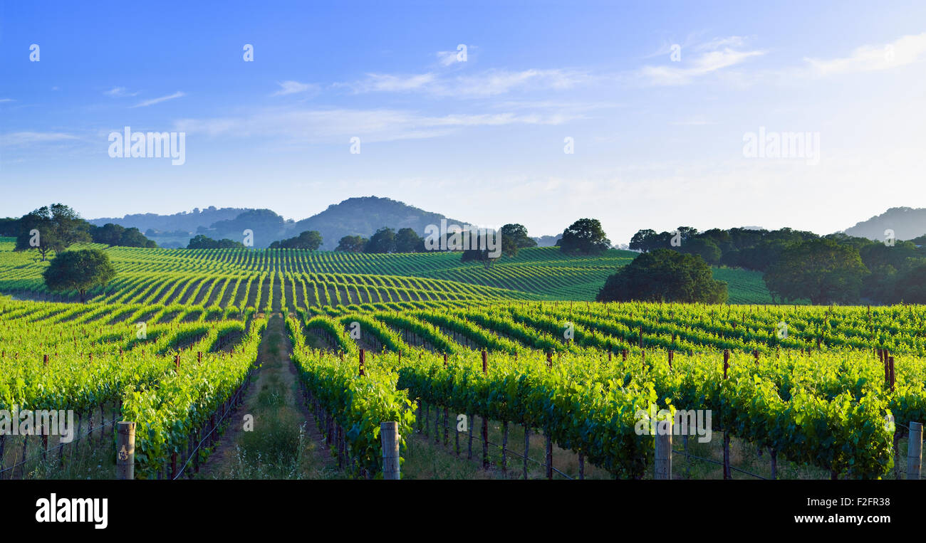 Vignoble de La Vallée de Sonoma en Californie en fin d'après-midi du soleil Banque D'Images