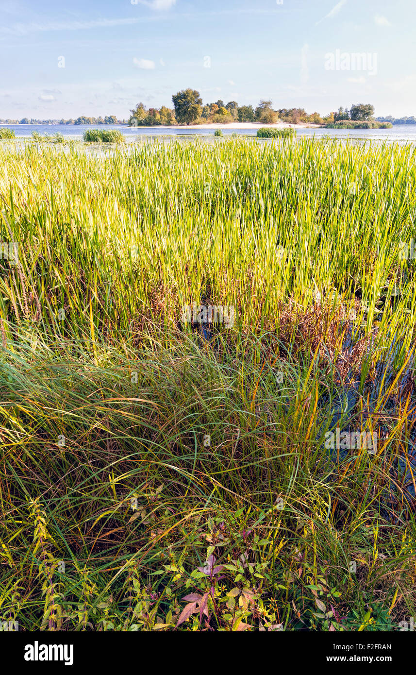 Belle fin de journée d'été à proximité de la rivière Dniepr avec roseaux Typha latifolia dans l'eau Banque D'Images