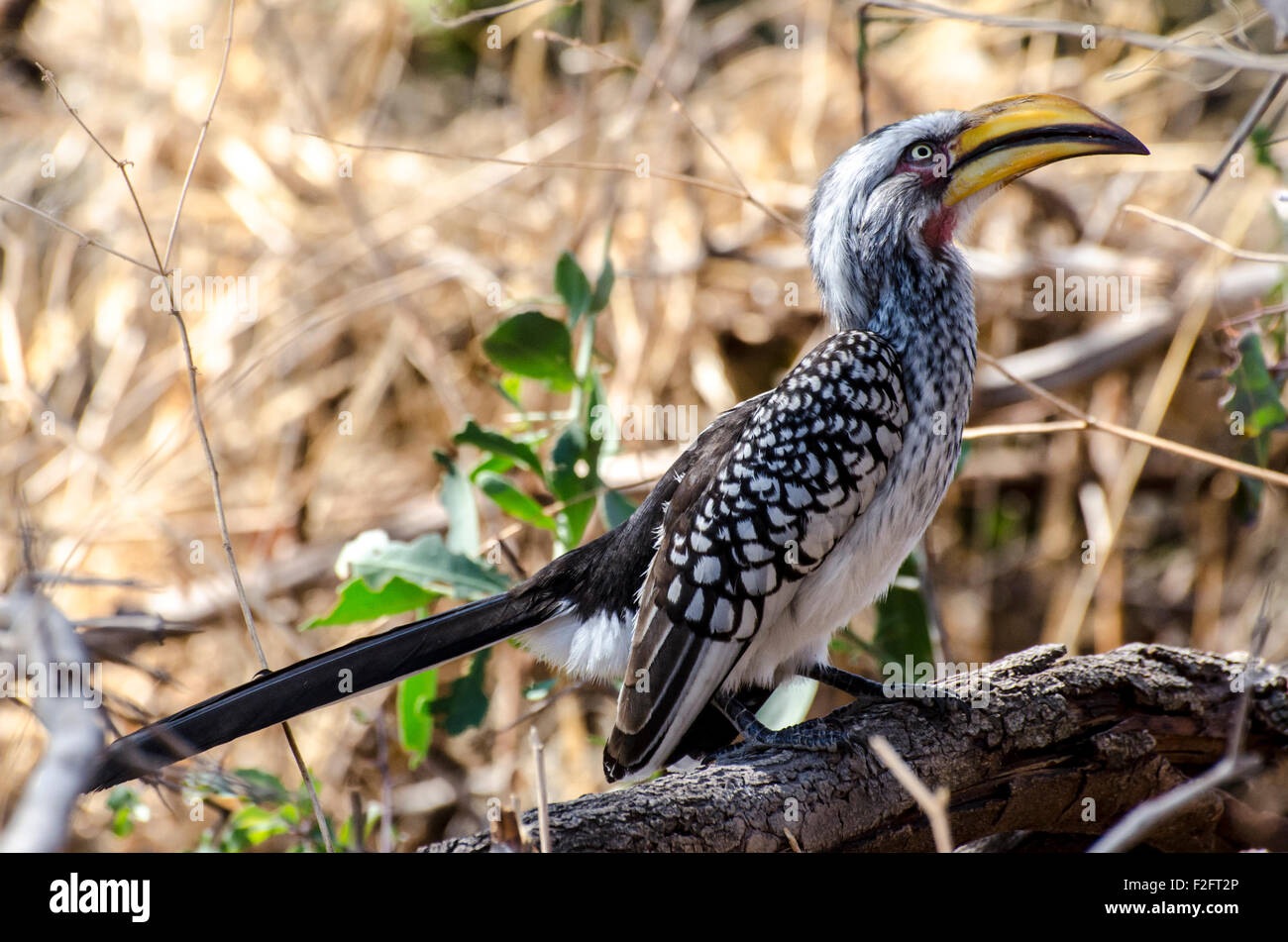 Yellowbilled Hornbill dans le nord de la Namibie (région du Zambèze) Banque D'Images