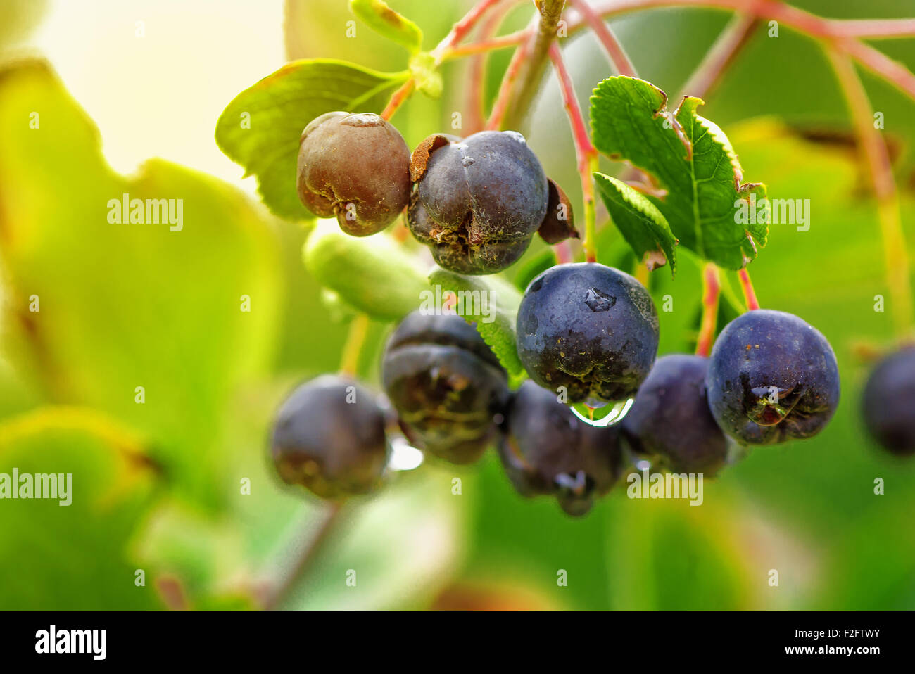 Black chokeberry Aronia ou petits fruits, sur la branche en verger bio, selective focus Banque D'Images