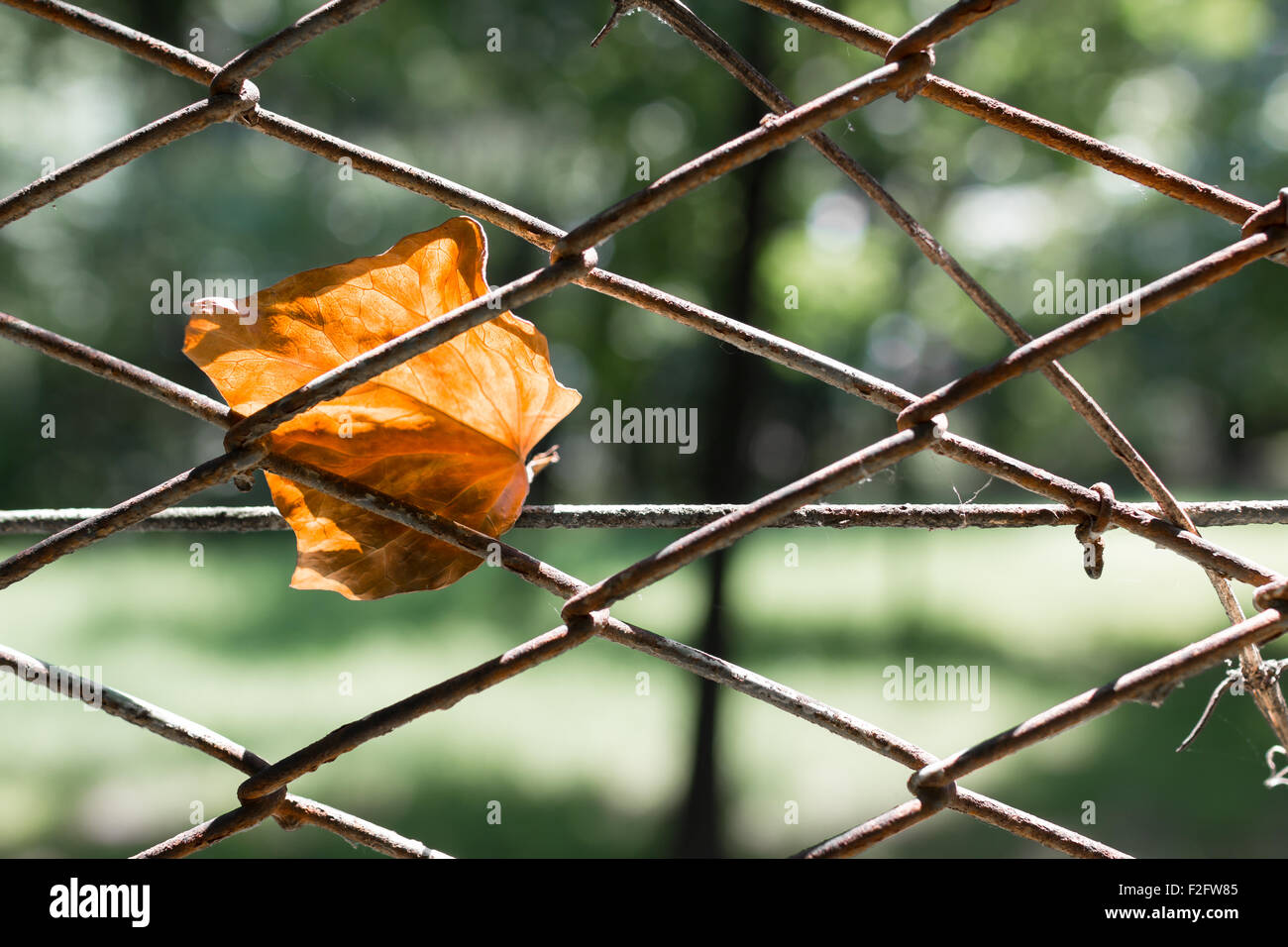 Une feuille morte et emprisonné dans une clôture, entre la rouille. Banque D'Images