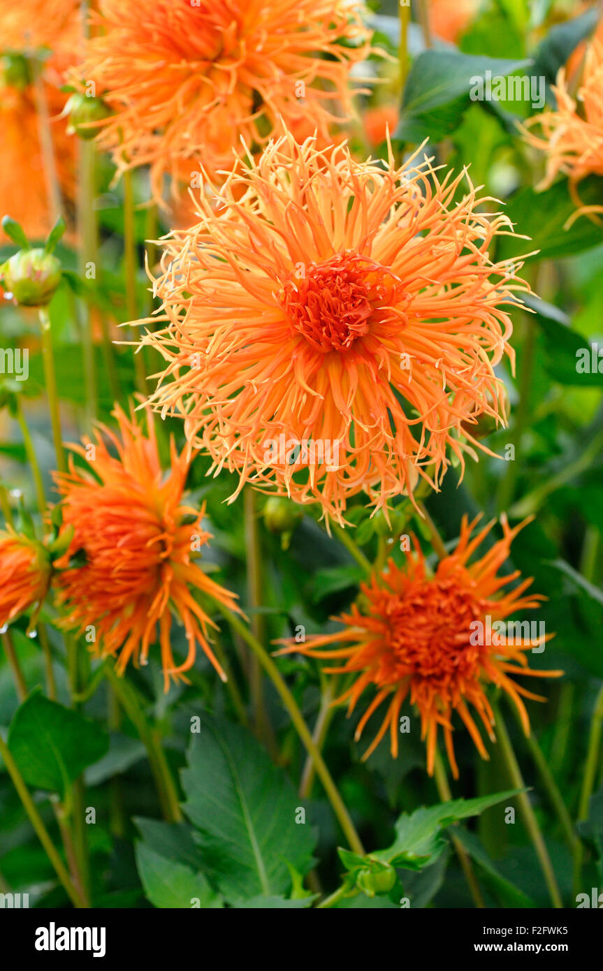 Le dahlia (Dahlia), variété Struwwelpeter, Rhénanie du Nord-Westphalie, Allemagne Banque D'Images