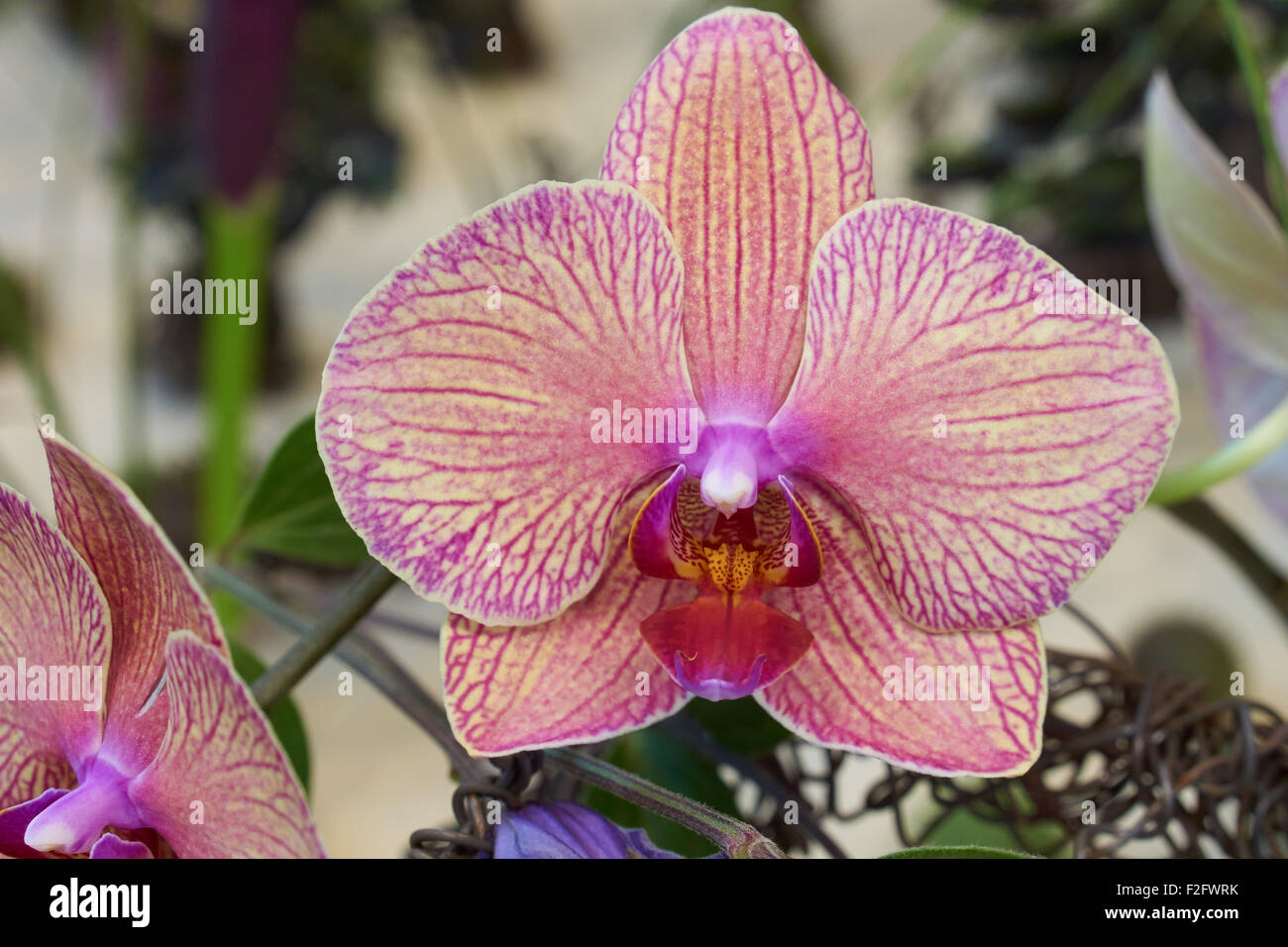 Une belle orchidée rose sur le fond à l'intérieur Banque D'Images