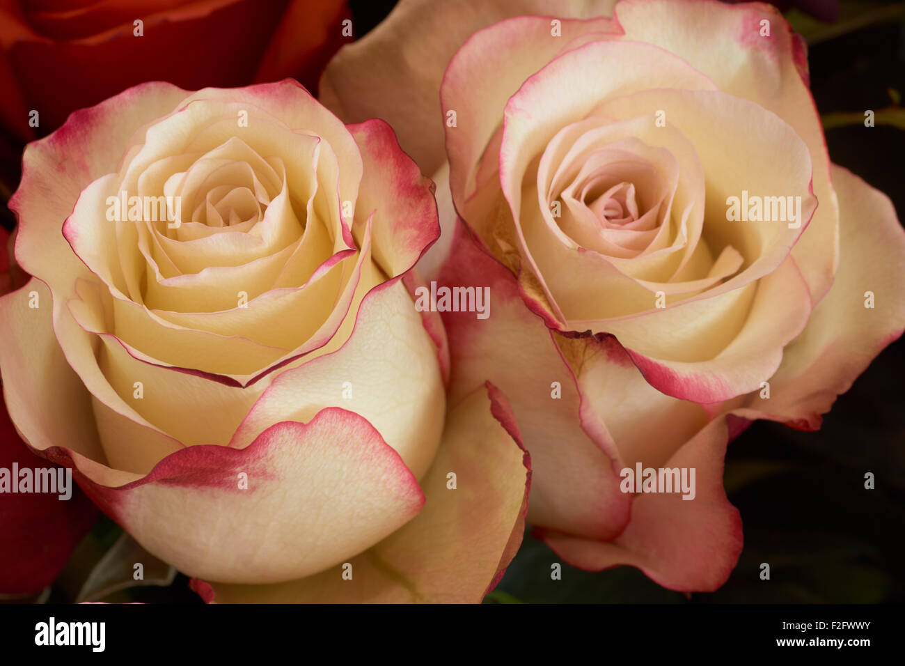 Un plan macro de roses jaunes avec bordures rose Banque D'Images