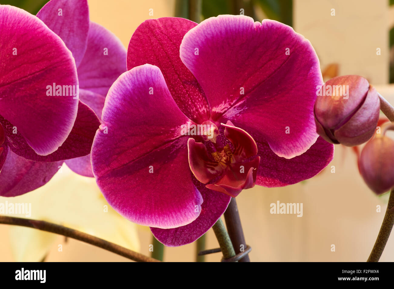 Plan Macro sur dark pink orchid tourné à l'intérieur Banque D'Images