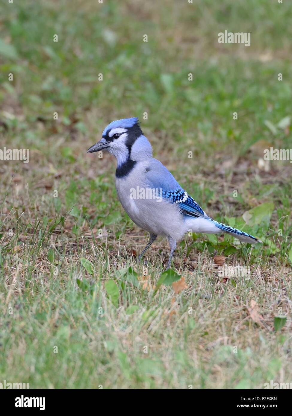 Un geai bleu (Cyanocitta cristata) recherches sur le terrain pour les glands Banque D'Images